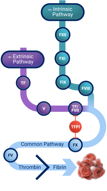 intrinsic pathway coagulation cascade